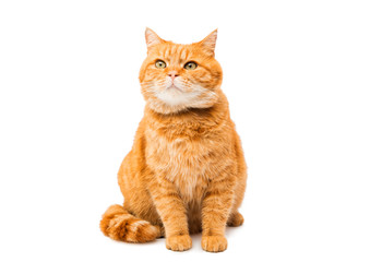 Poster - ginger cat