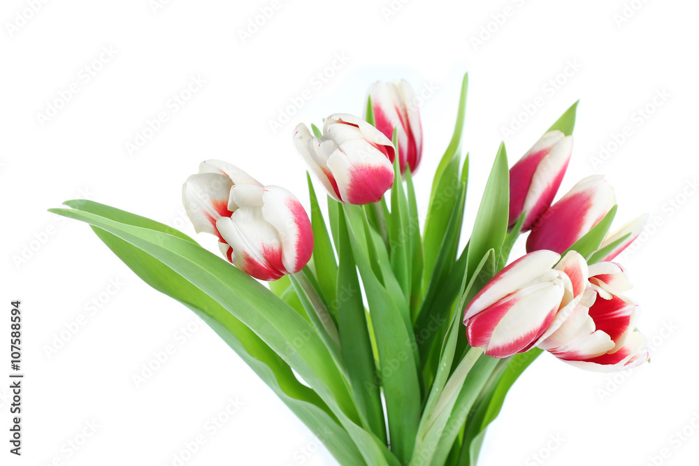 Bouquet of variegated tulips, isolated on white