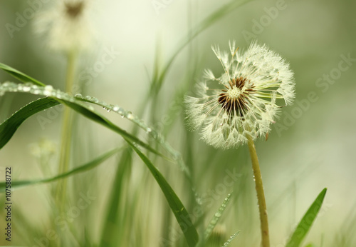 Nowoczesny obraz na płótnie Dandelion