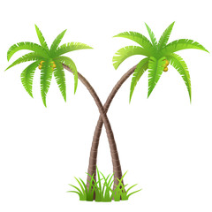 Wall Mural - Two coconut palm trees on white