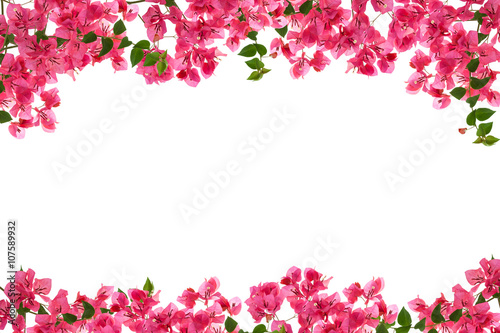 Cuadros en Lienzo Bougainvillea flower frame on white background ,Provincial flowe