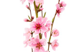 Fototapeta Kwiaty - pink peach blossom isolated