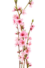 Pink Peach Blossom Isolated