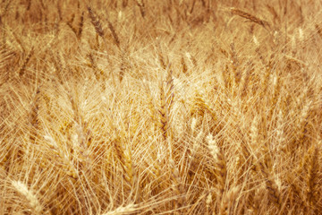 Wall Mural - wheat