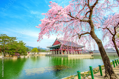 Zdjęcie XXL Gyeongbokgung Palace z wiśniowy kwiat wiosną, Korea Południowa.