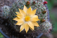 Cactus Flowers Yellow Beautiful. Rarely Bloom Once.