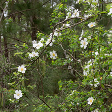 Cherokee Rose Climbing Shrub Growing On Bushes And Tree