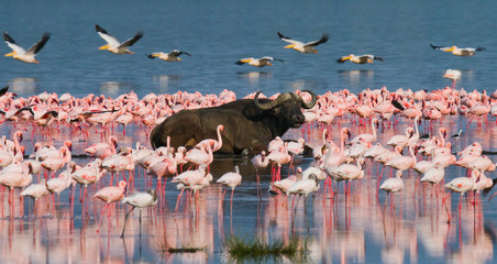 Wall Mural - Buffalo lying in the water on the background of big flocks of flamingos. Kenya. Africa. Nakuru National Park. Lake Bogoria National Reserve. An excellent illustration.