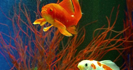 Sticker - Goldfish Swimming In Freshwater Aquarium