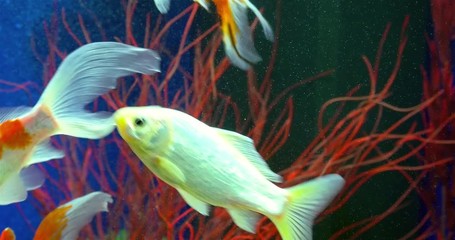 Wall Mural - Goldfish Swimming In Freshwater Aquarium