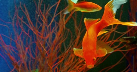 Wall Mural - Goldfish Swimming In Freshwater Aquarium