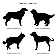 Dog Silhouette Icon Set. Sheped Dog Collection. Sheedogs.