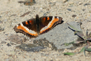 Wall Mural - Milbert's Tortoiseshell - Aglais milberti