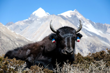 Fotomurali - Yak - Nepal