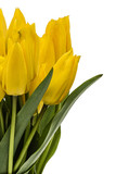 Fototapeta Tulipany - Bouquet from yellow tulips, isolated on white background