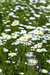 white daisy , spring