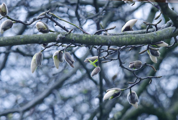 Sticker - Spring branch of a tree with small buds on a background of blue sky and green leaves. Springtime background. Close up