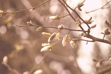 Sticker - Spring branch of a tree with small buds. Springtime background. Close up