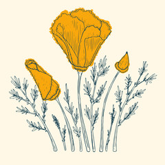 Orange poppy