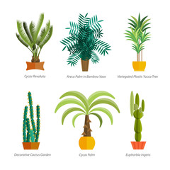 Wall Mural - Vector Set of indoor tree home plants in pots. Illustration