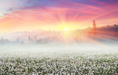 Wall Mural - Daffodils at sunrise