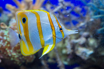 Canvas Print - Angel fish looking at you