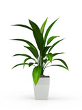 Green potted plant isolated on white background. 3D Rendering, 3D Illustration.