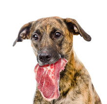 Dog Holding Meat  In Its Mouth. Isolated On White Background