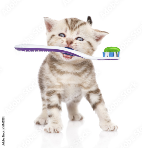 kitten toothbrush