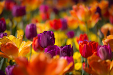 Beautiful Purple Pink, Orange Colored Tulips In Soft Focus - Vibrant Colors - Sunny Bright Scene
