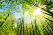 Sonnenstrahlen scheinen durch Baumkronen im Wald