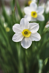 Wall Mural - Narcissuses