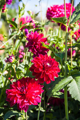 Beautiful dahlias in the garden. Sunny day.

