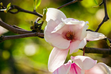 Wall Mural - magnolia flowers on a blury background