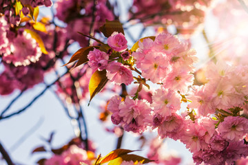 Wall Mural - pink blossomed sakura flowers