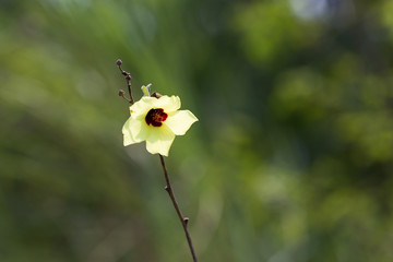 Yellow grass flower in macro