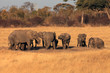 The African bush elephant (Loxodonta africana) by the waterhole