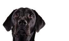 Portrait Of A Black Labrador Retriever Looking Up (isolated On White, With Copy Space On The Right For Your Text)