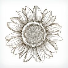 Sunflower Sketch, Hand Drawing, Vector Illustration