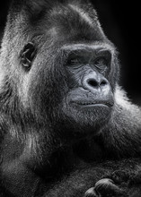 Portrait Of Gorilla