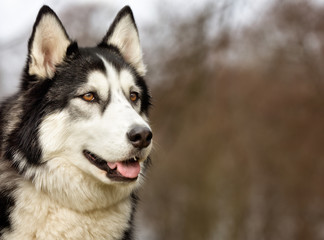 Wall Mural - Siberian Husky dog outdoors in nature