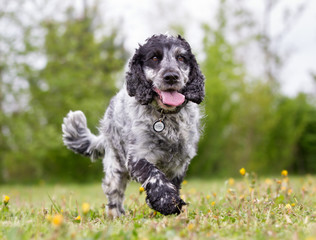 Poster - Cocker spaniel dog running outdoors in nature