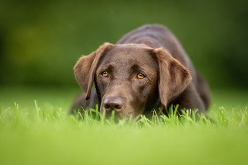 Sticker - Labrador Retriever Dog