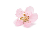 pink peach blossom