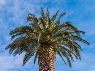 Palm tree