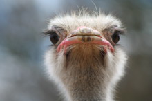 Ostrich Head Closeup Outdoors