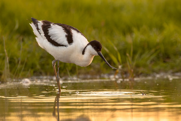 Sticker - wading pied avocet