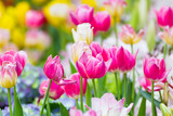 Fototapeta Tulipany - Pink tulip flower in garden