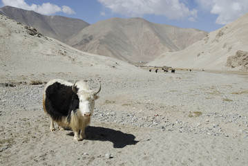 Yak en el lago karakul. Xinjiang. China