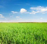 Fototapeta Na sufit - field of green rye and blue cloudy sky